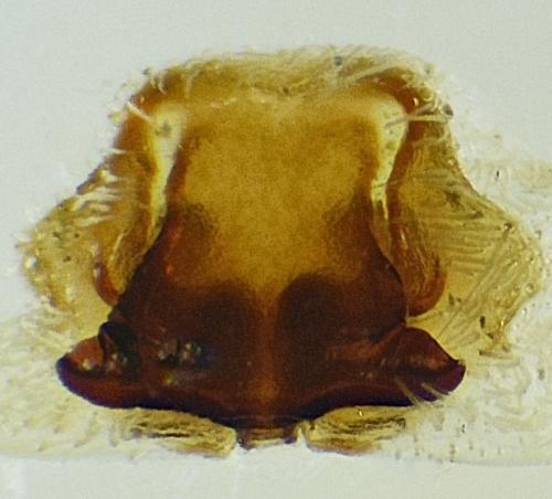 Pardosa agrestis